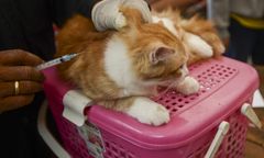 Groźna choroba zbiera żniwo. Kolejne ognisko