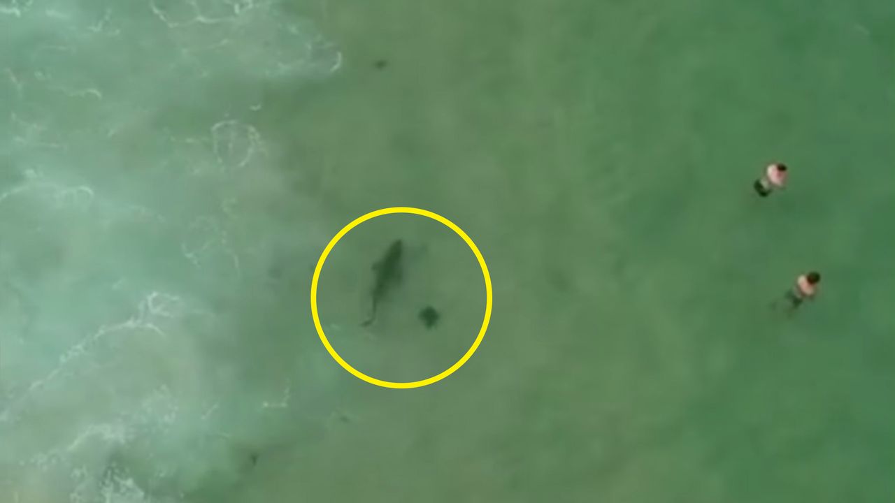 Pilot drona namierzył żarłacza białego tuż przy plaży. Uratował ludzi