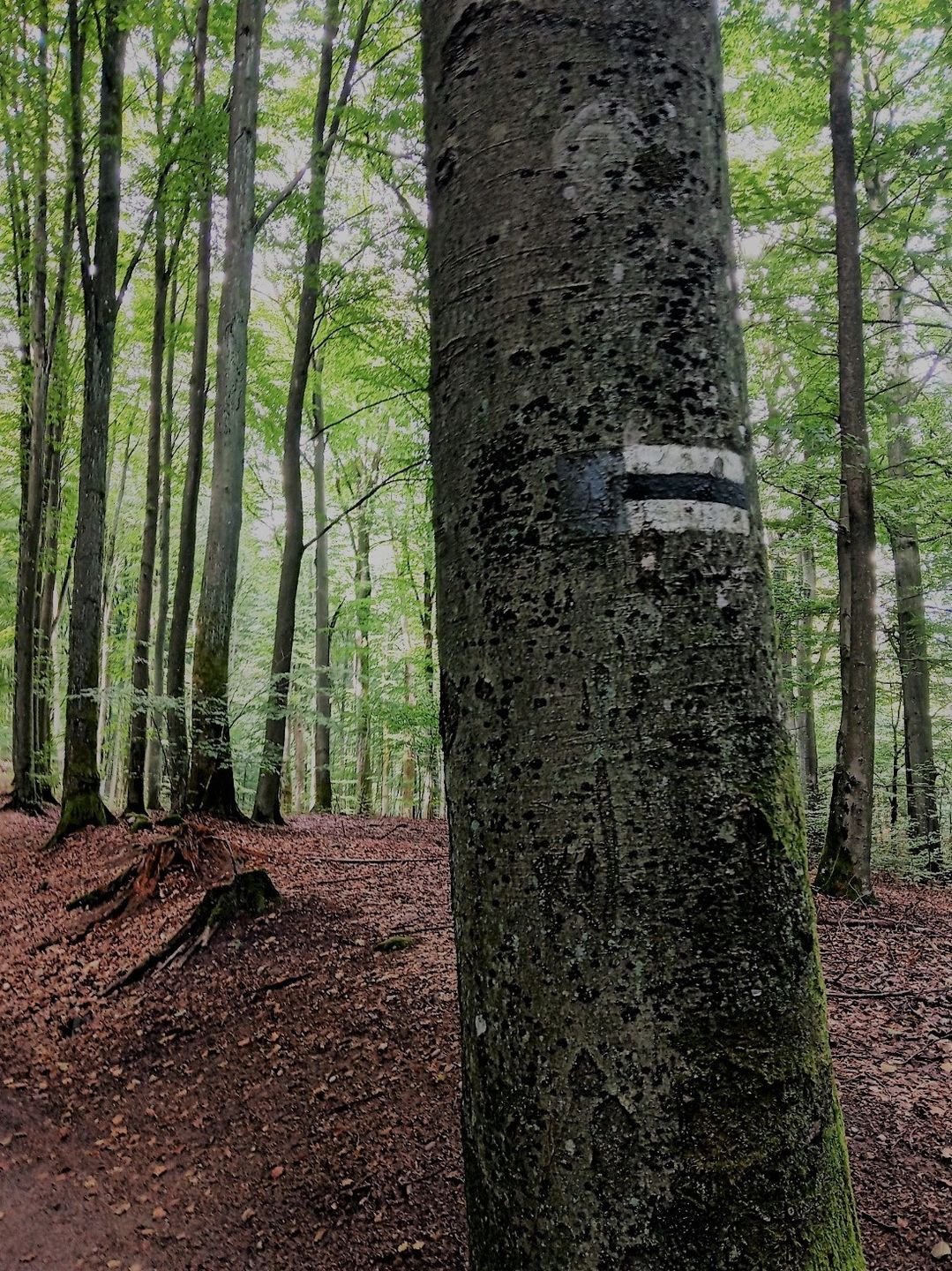 Kolory i oznaczenia szlaków