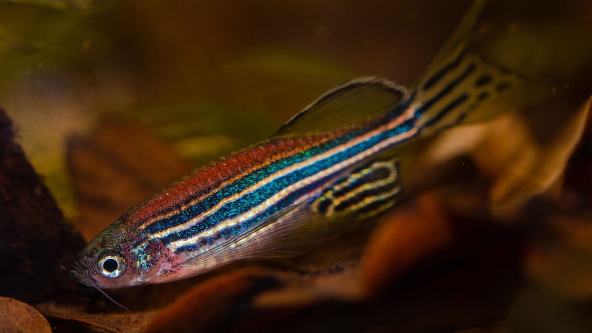 Danio pręgowany to niesamowita ryba