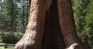 Sequoia National Park