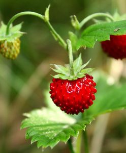Nowy trend w leśnym handlu. Oto ile kosztują poziomki