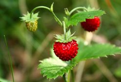 Nowy trend w leśnym handlu. Oto ile kosztują poziomki