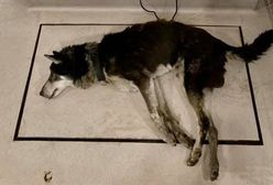 Świdnica. Kolejny zagłodzony pies odebrany byłej sołtysce. Zwierzę konało w męczarniach