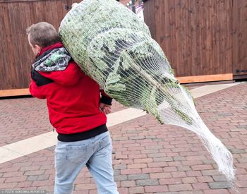 Tych choinek lepiej nie kupuj. Możesz mieć kłopoty. Prawnik ostrzega