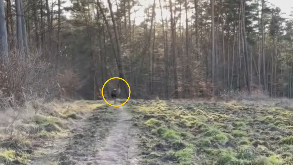 Zbieg ukrywa się w szczecińskich lasach