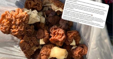 Kupiła na targu trujące grzyby. Teraz apeluje do Polaków