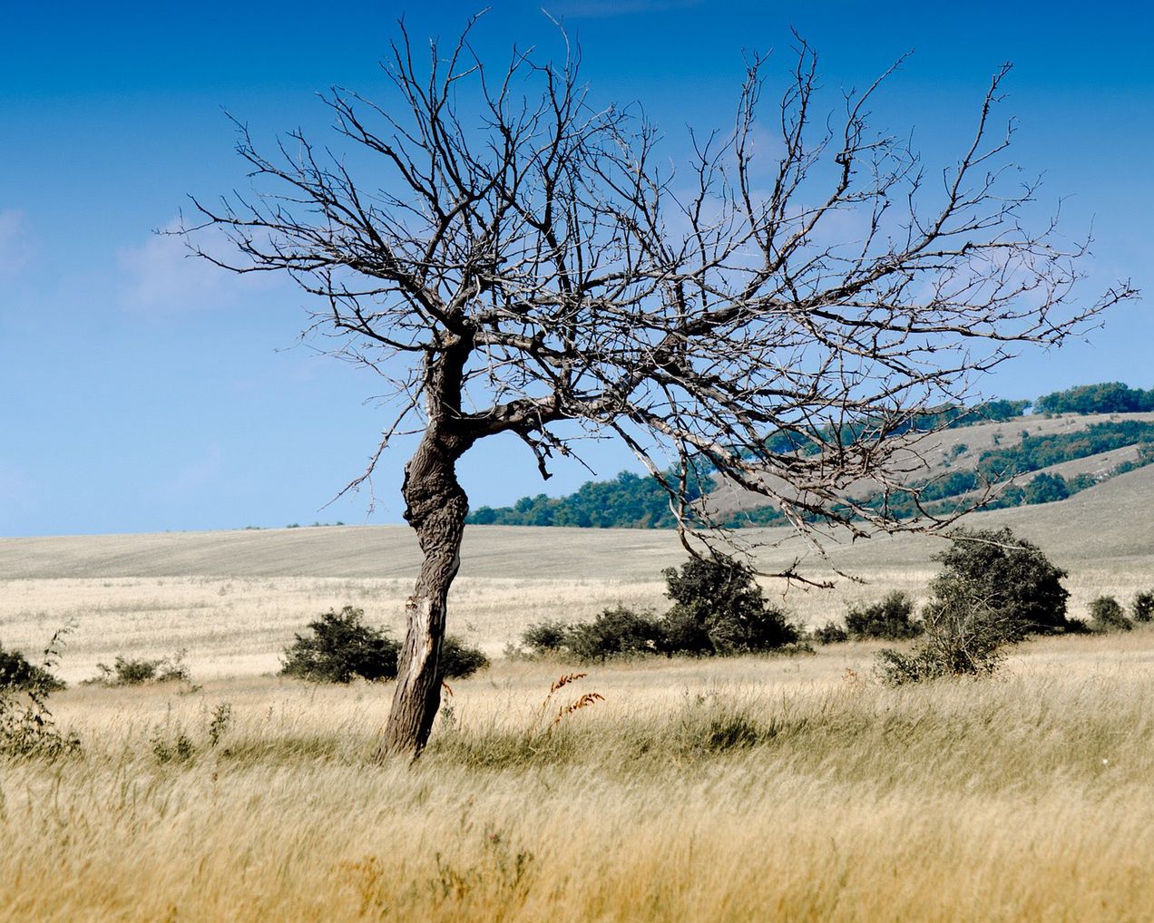 Susza, skutki ocieplenia klimatu