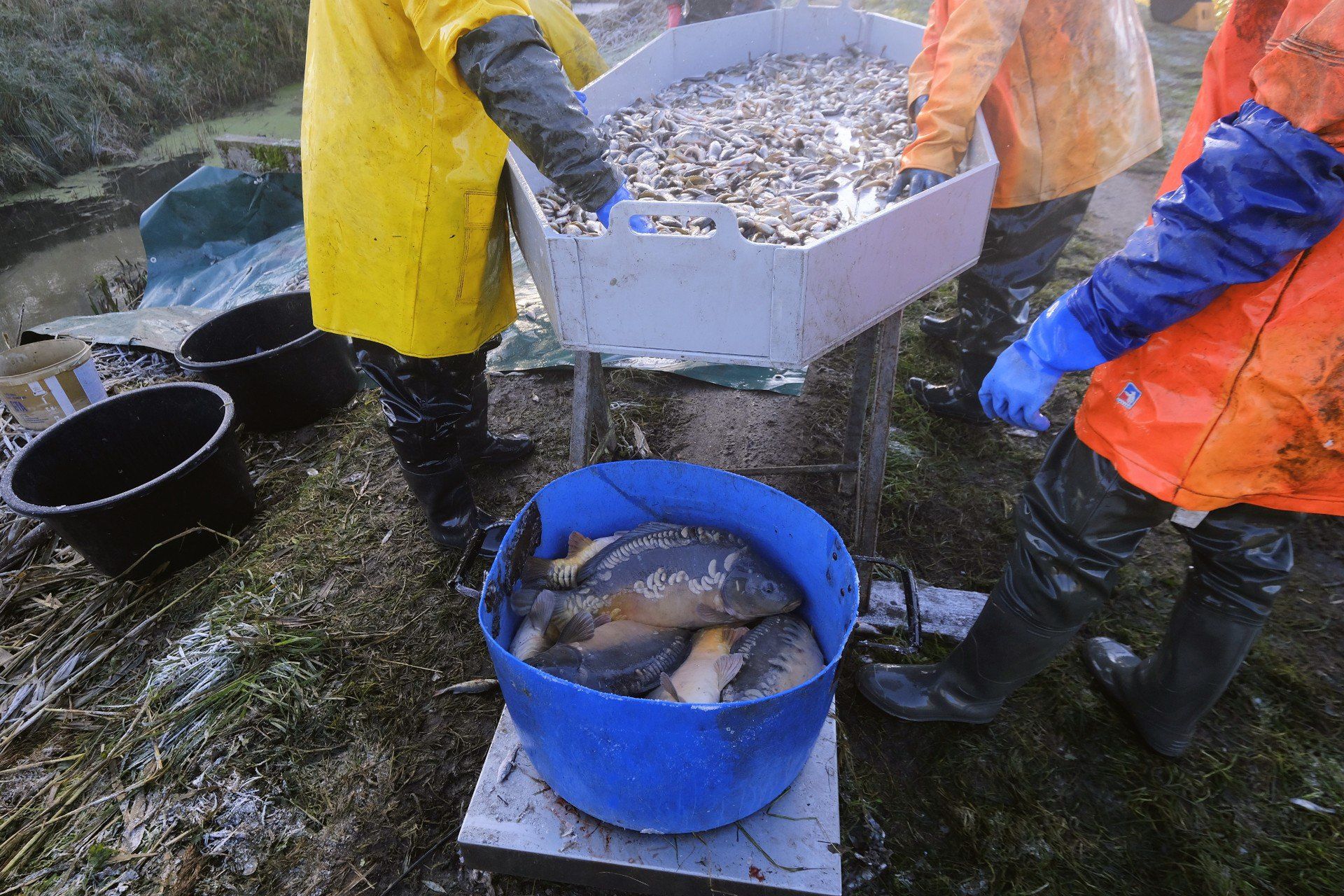 W pierwszym roku swojego życia, karp rośnie bardzo powoli. Od tarła (rozrodu), które ma miejsce w maju, osiąga średnią wagę zaledwie 60 gramów.