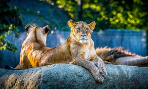 Horror w Tajlandii. Nie żyją 72 tygrysy