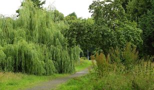 Więcej nasadzeń w miejsce wyciętych drzew. W Gdańsku przyjęto nową zieloną politykę