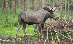 Czwarty łoś zginął w Osieku nad Wisłą. Mieszkańcy apelują o interwencję
