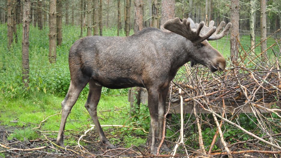 "Pułapka śmierci" w 