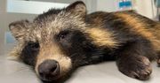 Łzy w oczach. To stało się z małym jenotem. "Nasz powszechny szowinizm gatunkowy"