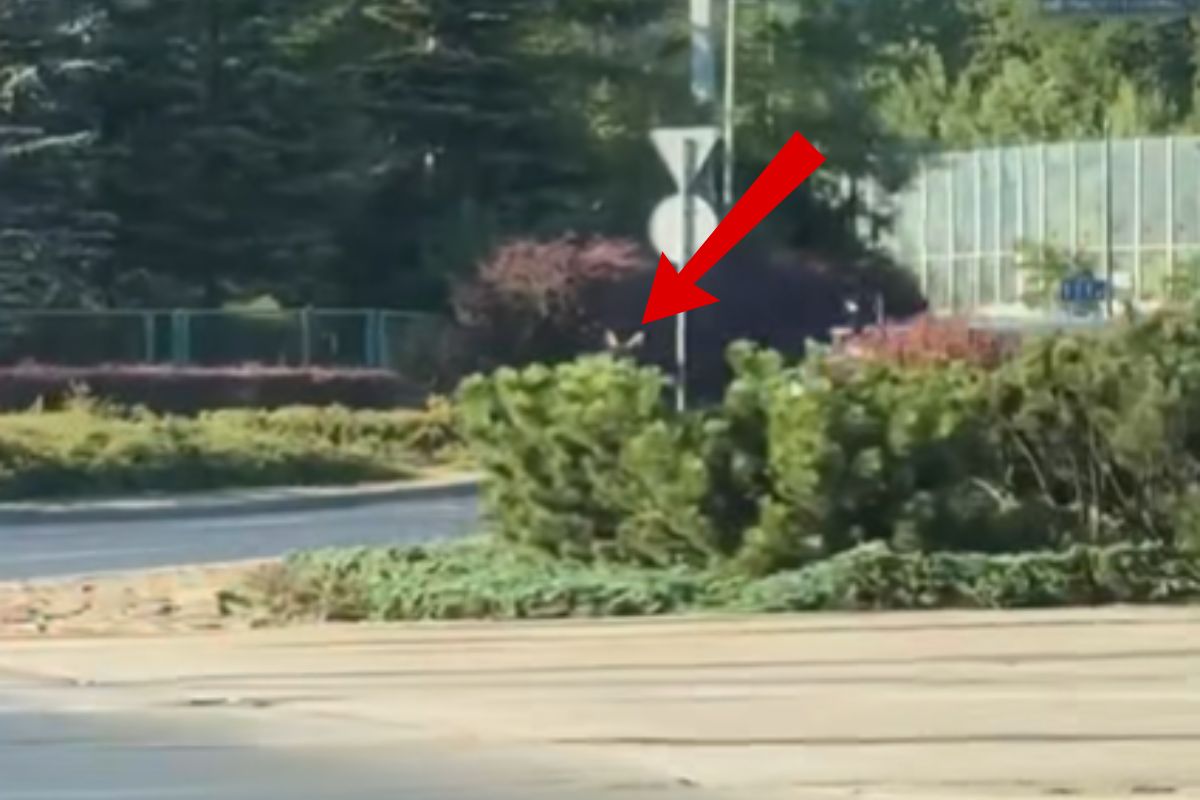 Taki widok w Poznaniu. Od razu chwyciła za telefon