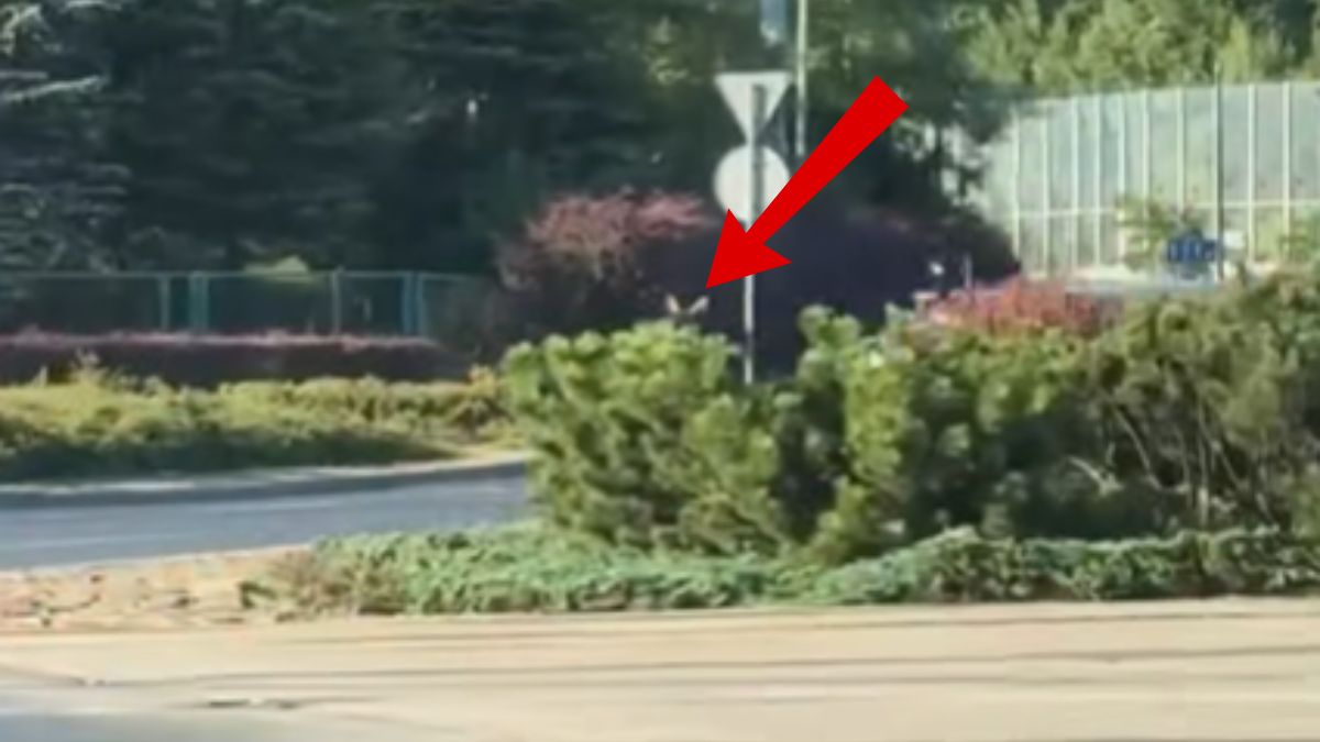 Łoś biegał w okolicach ronda Śródka w Poznaniu.