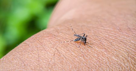 Przenoszą groźne choroby tropikalne. Właśnie wykryto je w Europie