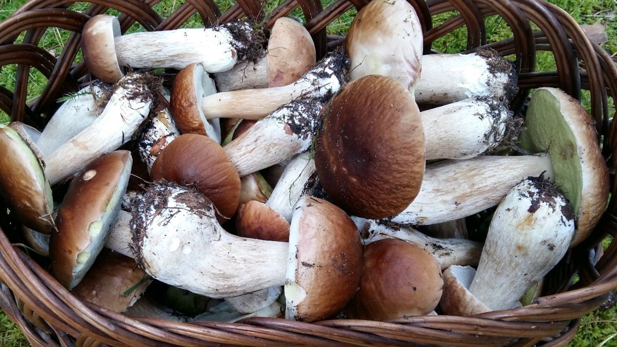 Kosz pełen grzybów