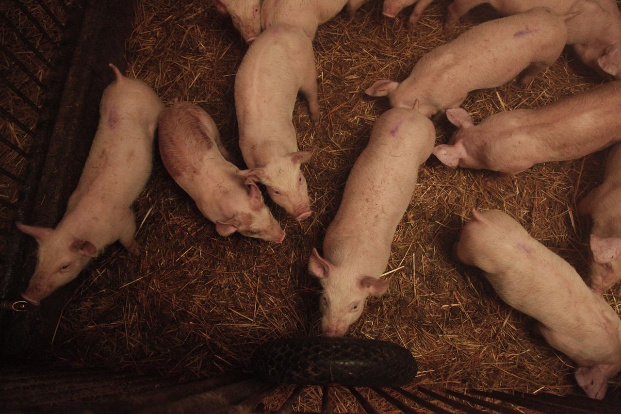 100% zwrot dla hodowców świń. ARiMR rusza z naborem na bioasekurację