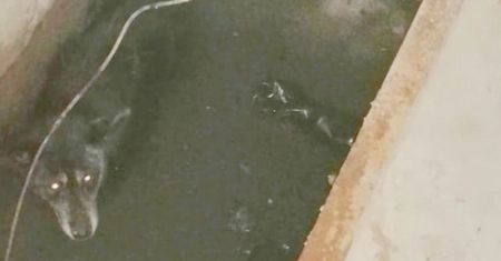 Szczytna. Pies wpadł do kanału z wodą. Brawurowa akcja policjanta