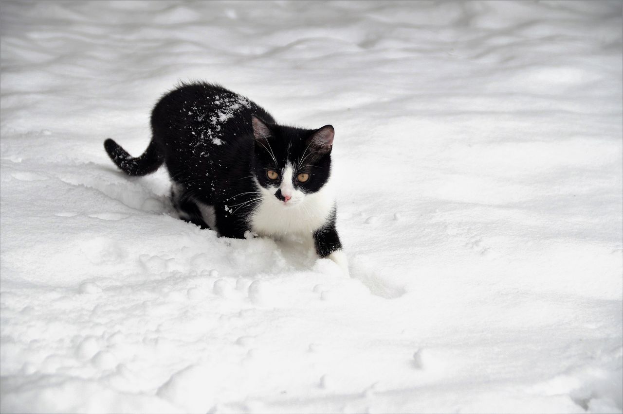 Finnish parliament to consider leash law for cats