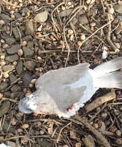 Wrocław. Przymocowali gołębia do torów, ptak nie żyje. Ekostraż szuka sprawców