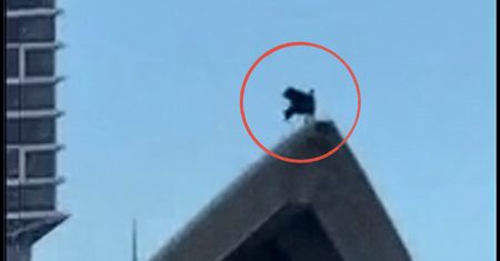 Zaskakujący widok w Sydney. Nagle pojawił się na dachu