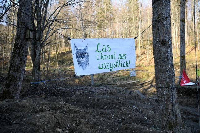 Aktywiści okupują las