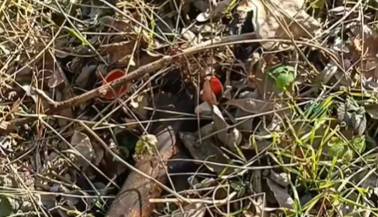 Tylko przegarnął ściółkę. Przecierają oczy. "Co to jest?"