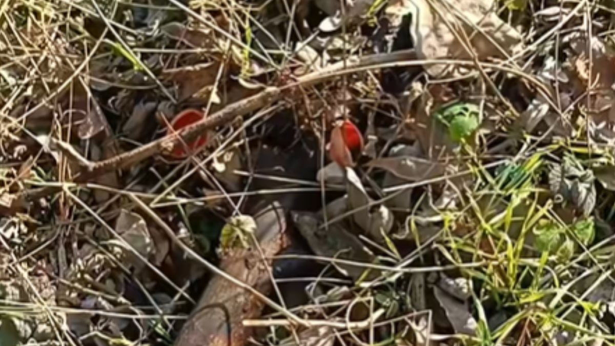 To jedne z pierwszych zwiastunów wiosny.