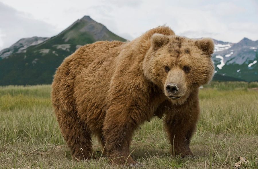 The European Bison Fund and the Natural Heritage Foundation are joining forces 