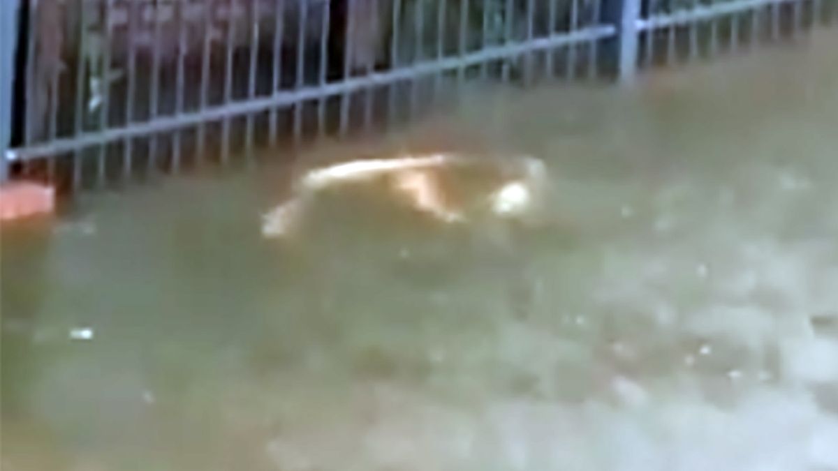 Na ulicach Mierzyna można było w czwartek zaobserwować ozdobne karpie