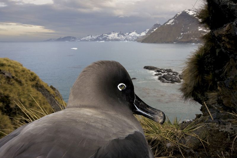 1st prize Nature Stories Paul Nicklen, Canada, National Geographic South Georgia, Antartica