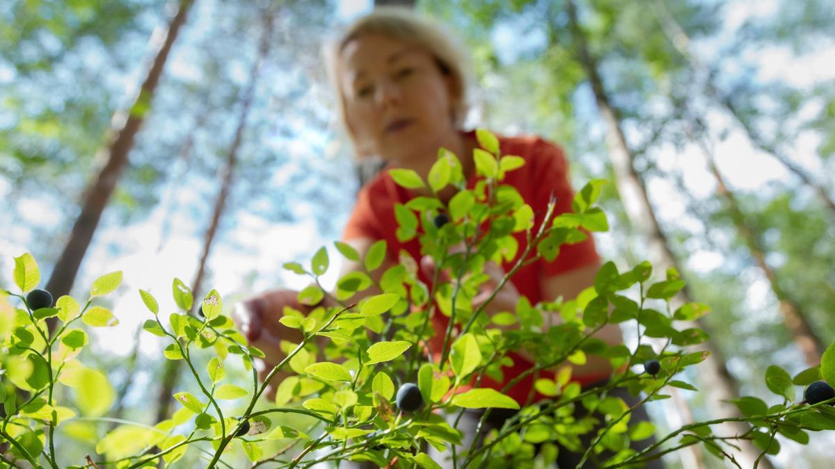 Planujesz zbieranie jagód? Robiąc to w ten sposób może dostać nawet 500 zł mandatu