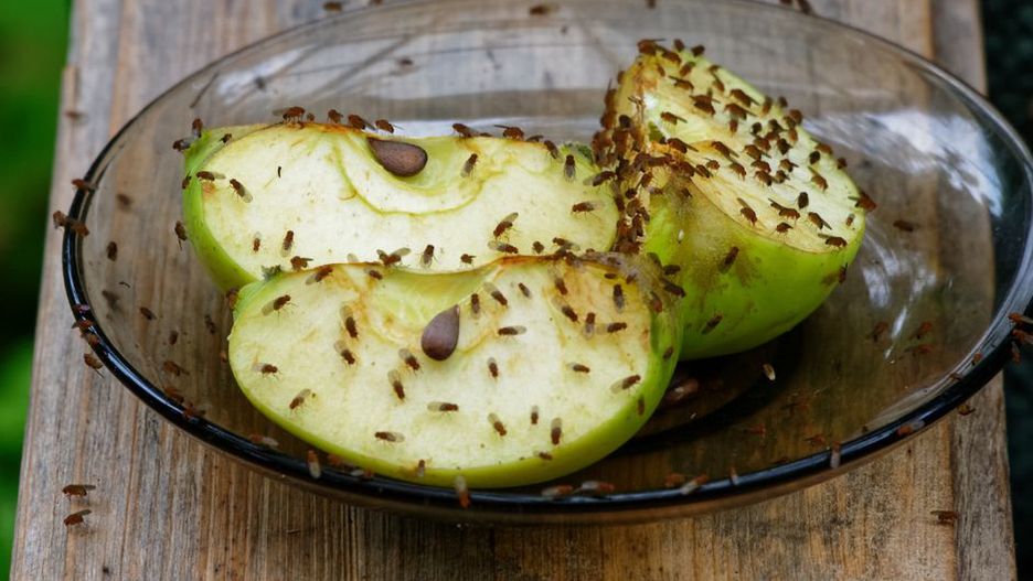 Ustaw w kuchni. Muchy będą uciekać w popłochu
