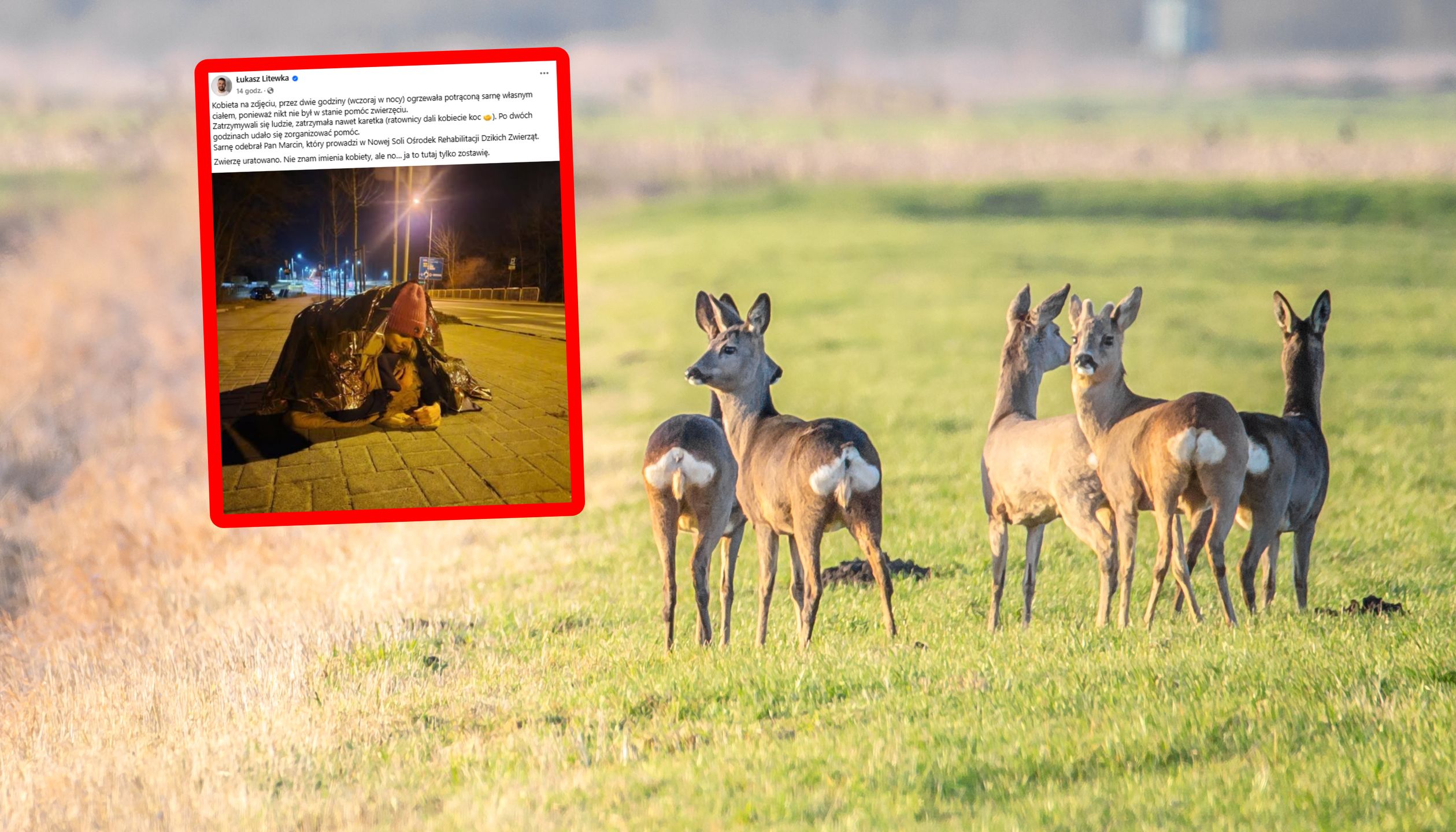Poruszający widok. Przez dwie godziny ogrzewała sarnę.