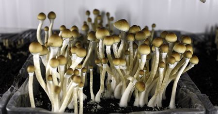 Grzybki halucynogenne na migrenę. Psylocybina może być skuteczniejsza niż konwencjonalne metody