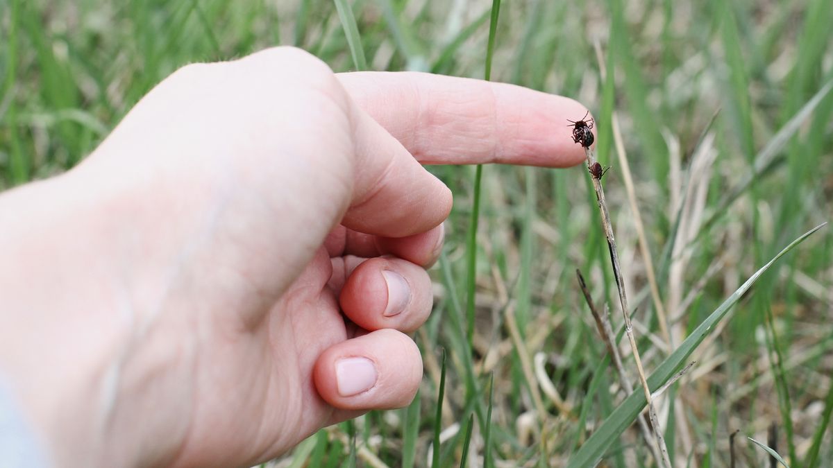 Ticks
Ticks near the human hand
Ramune Golysenkiene