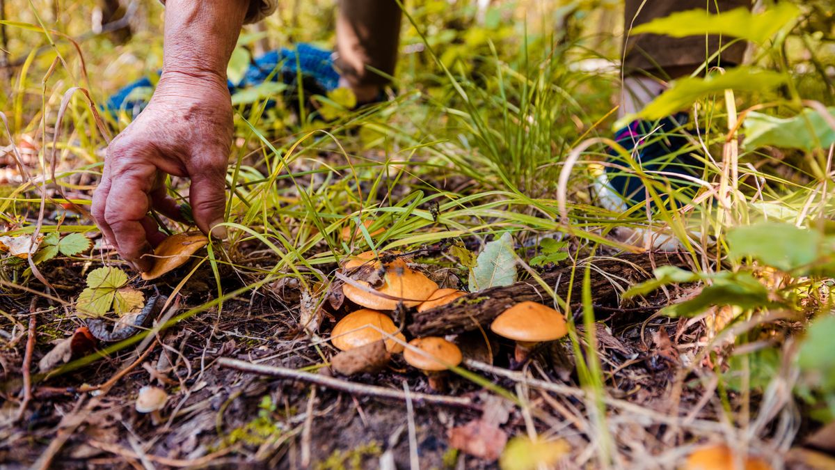 Gdzie lepiej nie zbierać grzybów?