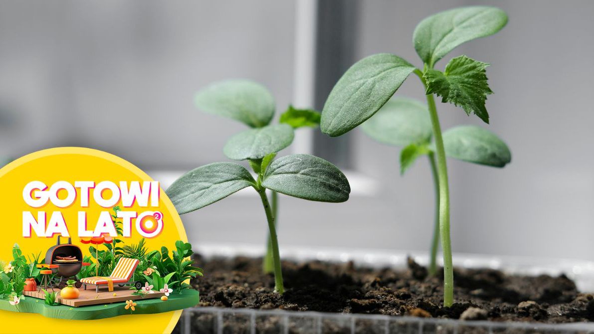 "Złoty nawóz" do ogórków od razu wzmocni sadzonki 