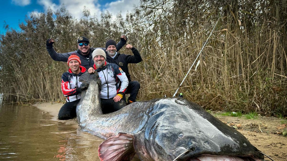 Rekordowy sum złowiony w Polsce
