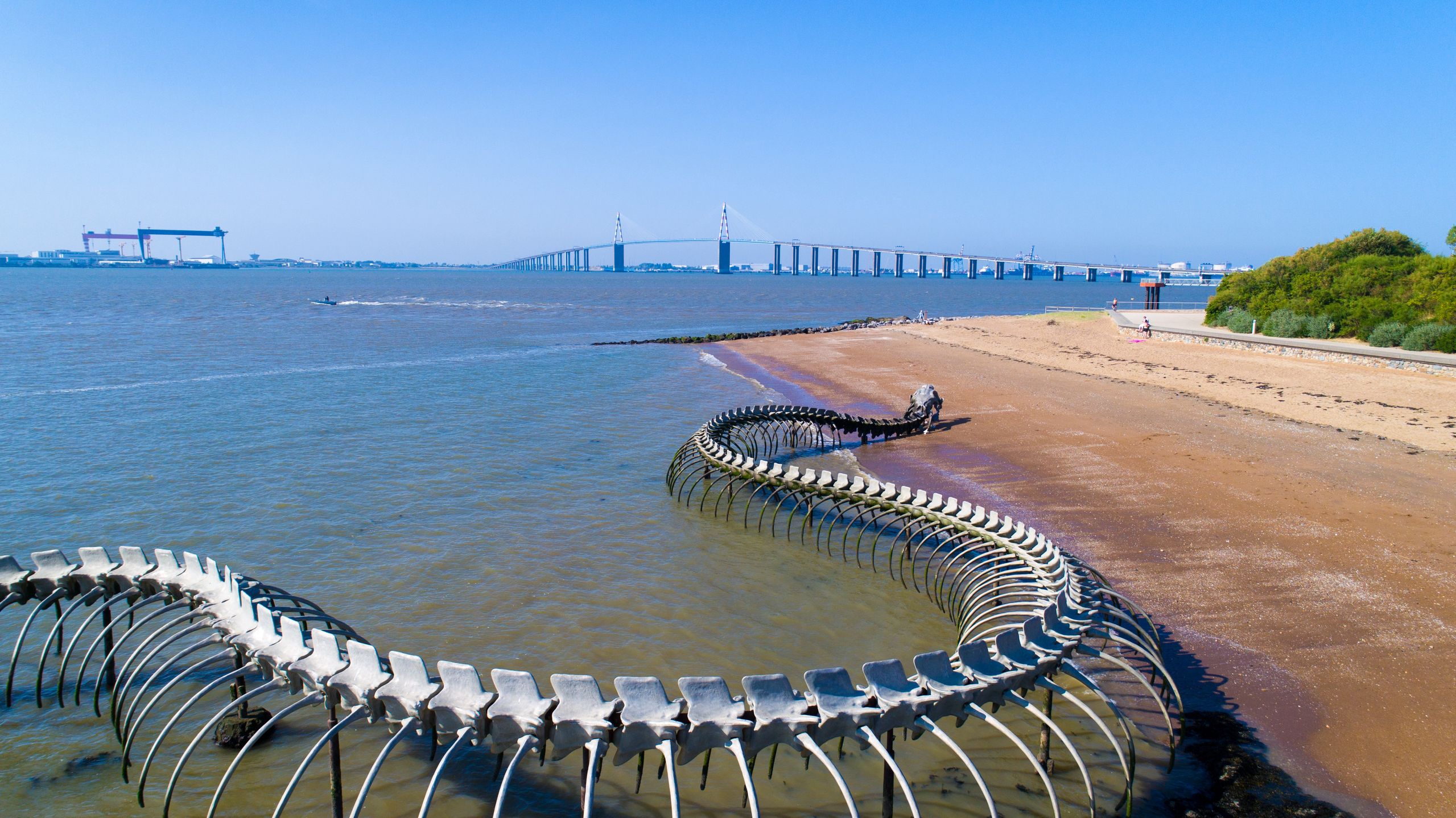 Wąż oceaniczny robi wrażenie