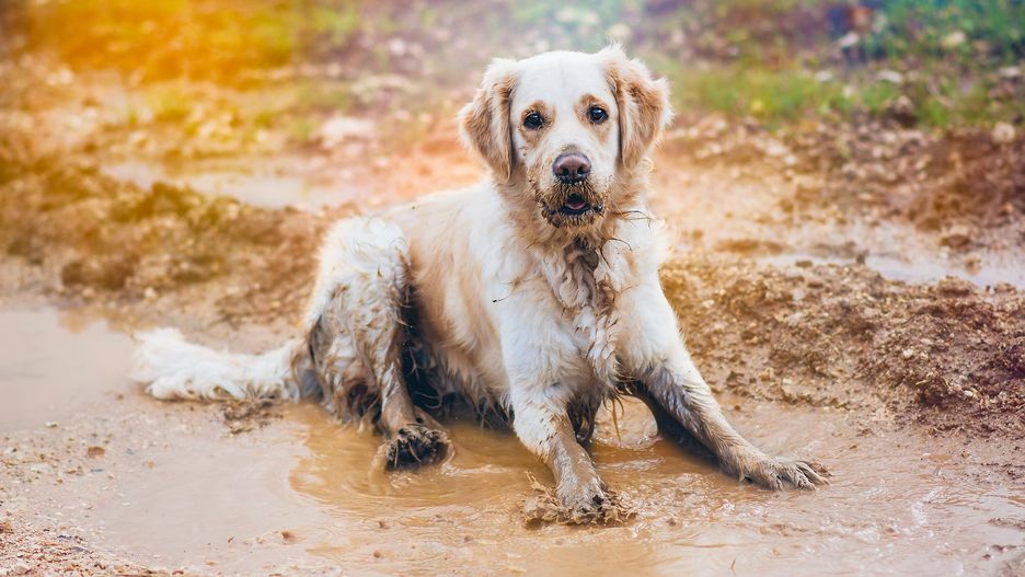 Tarzając się w błocie czy innych obrzydliwości ach pies chce po prostu ukryć swój własny zapach