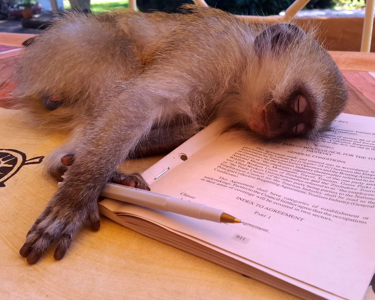 Małpa-śpioch hitem internetu. Widzieliście słodszego zwierzaka?