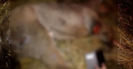 Skatowana klacz przeżyła piekło w święta. "Człowiek musi ponieść karę"