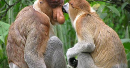 Zamość domaga się nosaczy w zoo. Wicedyrektor zapewnia, że robił, co mógł