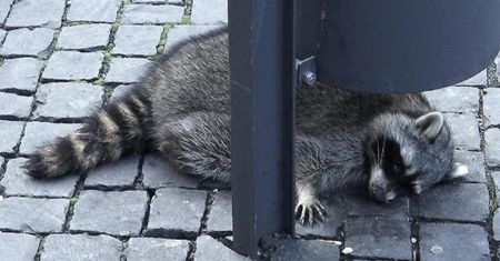 Niemcy. Pijany szop pracz spacerował po jarmarku świątecznym. Został zastrzelony