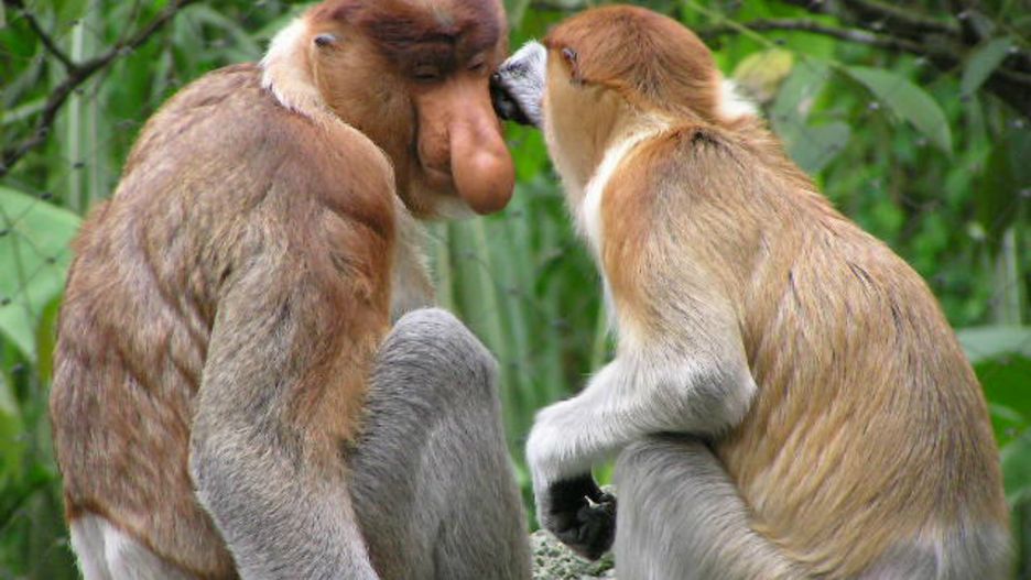 Nosacz sundajski w naturze występuje tylko na wyspie Borneo 