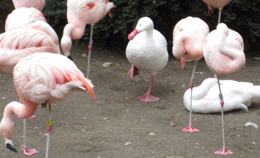 Kaczki myślą, że są flamingami