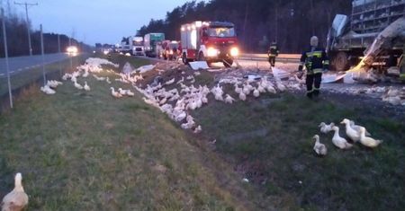 Wypadek tira na S8. Dziesiątki kaczek wpadły do rowu